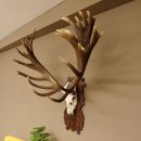 Rothirschgeweih unge. 34 ender Hirsch Höhe 119 cm Stangen Hirschgeweih geschnitztem Trophäenschild