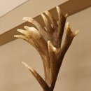 Rothirschgeweih unge. 34 ender Hirsch Höhe 119 cm Stangen Hirschgeweih geschnitztem Trophäenschild