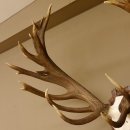 Rothirschgeweih unge. 34 ender Hirsch Höhe 119 cm Stangen Hirschgeweih geschnitztem Trophäenschild