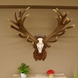 Rothirschgeweih unge. 34 ender Hirsch Höhe 119 cm Stangen Hirschgeweih geschnitztem Trophäenschild