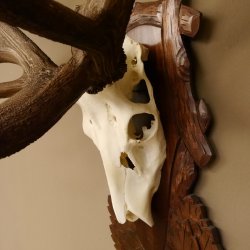 Rothirschgeweih unge. 34 ender Hirsch Höhe 119 cm Stangen Hirschgeweih geschnitztem Trophäenschild