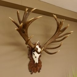 Rothirschgeweih unge. 34 ender Hirsch Höhe 119 cm Stangen Hirschgeweih geschnitztem Trophäenschild