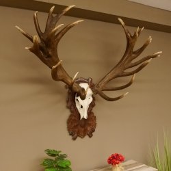 Rothirschgeweih unge. 34 ender Hirsch Höhe 119 cm Stangen Hirschgeweih geschnitztem Trophäenschild