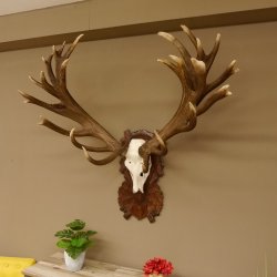 Rothirschgeweih unge. 34 ender Hirsch Höhe 119 cm Stangen Hirschgeweih geschnitztem Trophäenschild