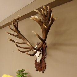 Rothirschgeweih unge. 34 ender Hirsch Höhe 119 cm Stangen Hirschgeweih geschnitztem Trophäenschild