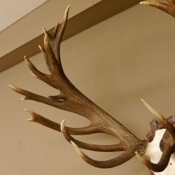 Rothirschgeweih unge. 34 ender Hirsch Höhe 119 cm Stangen Hirschgeweih geschnitztem Trophäenschild