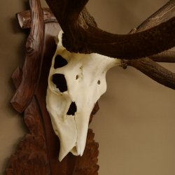 Rothirschgeweih unge. 34 ender Hirsch Höhe 119 cm Stangen Hirschgeweih geschnitztem Trophäenschild