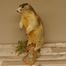 Murmeltier stehend Präparat Höhe 58 cm auf...
