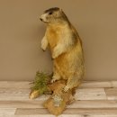 Murmeltier stehend Präparat Höhe 58 cm auf...