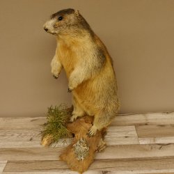 Murmeltier stehend Präparat Höhe 58 cm auf Wurzelholz Trophäe Murmel 89.12.69