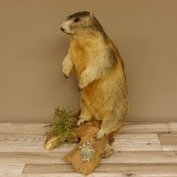Murmeltier stehend Präparat Höhe 58 cm auf Wurzelholz Trophäe Murmel 89.12.69