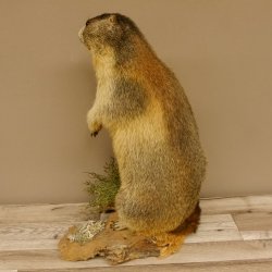 Murmeltier stehend Präparat Höhe 58 cm auf Wurzelholz Trophäe Murmel 89.12.69