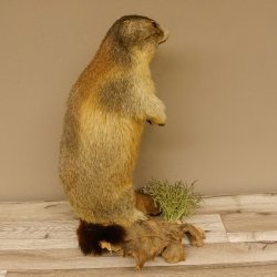 Murmeltier stehend Präparat Höhe 58 cm auf Wurzelholz Trophäe Murmel 89.12.69