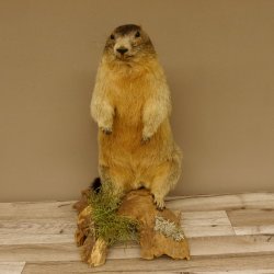Murmeltier stehend Präparat Höhe 58 cm auf Wurzelholz Trophäe Murmel 89.12.69