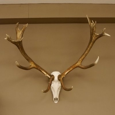 Rothirschgeweih Kronenhirsch ung. 16 ender Hirsch Höhe 103 cm Stangen Hirschgeweih