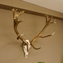 Rothirschgeweih Kronenhirsch ung. 16 ender Hirsch Höhe 103 cm Stangen Hirschgeweih