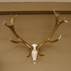 Rothirschgeweih Kronenhirsch ung. 16 ender Hirsch Höhe 103 cm Stangen Hirschgeweih