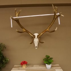 Rothirschgeweih Kronenhirsch ung. 16 ender Hirsch Höhe 103 cm Stangen Hirschgeweih
