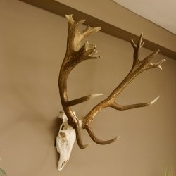Rothirschgeweih Kronenhirsch ung. 16 ender Hirsch Höhe 103 cm Stangen Hirschgeweih