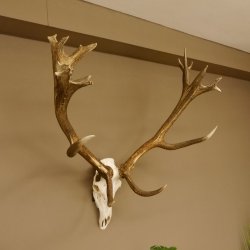 Rothirschgeweih Kronenhirsch ung. 16 ender Hirsch Höhe 103 cm Stangen Hirschgeweih