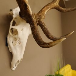 Rothirschgeweih Kronenhirsch ung. 16 ender Hirsch Höhe 103 cm Stangen Hirschgeweih