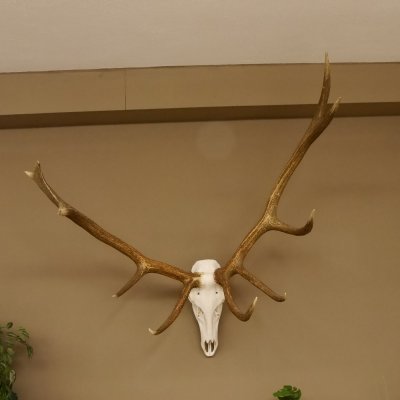 Rothirsch Geweih 10 ender Hirsch abnorm eine Seite Höhe 114 cm Stangen Hirschgeweih