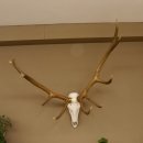 Rothirsch Geweih 10 ender Hirsch abnorm eine Seite...