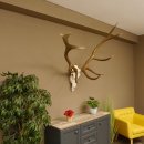 Rothirsch Geweih 10 ender Hirsch abnorm eine Seite...