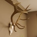 Rothirsch Geweih 10 ender Hirsch abnorm eine Seite Höhe 114 cm Stangen Hirschgeweih