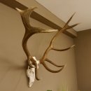 Rothirsch Geweih 10 ender Hirsch abnorm eine Seite Höhe 114 cm Stangen Hirschgeweih