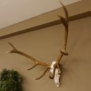 Rothirsch Geweih 10 ender Hirsch abnorm eine Seite Höhe 114 cm Stangen Hirschgeweih