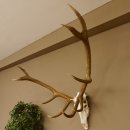 Rothirsch Geweih 10 ender Hirsch abnorm eine Seite Höhe 114 cm Stangen Hirschgeweih