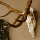 Rothirsch Geweih 10 ender Hirsch abnorm eine Seite Höhe 114 cm Stangen Hirschgeweih