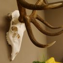 Rothirsch Geweih 10 ender Hirsch abnorm eine Seite Höhe 114 cm Stangen Hirschgeweih