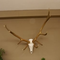 Rothirsch Geweih 10 ender Hirsch abnorm eine Seite Höhe 114 cm Stangen Hirschgeweih