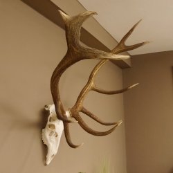 Rothirsch Geweih 10 ender Hirsch abnorm eine Seite Höhe 114 cm Stangen Hirschgeweih