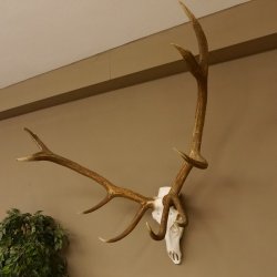 Rothirsch Geweih 10 ender Hirsch abnorm eine Seite Höhe 114 cm Stangen Hirschgeweih