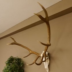 Rothirsch Geweih 10 ender Hirsch abnorm eine Seite Höhe 114 cm Stangen Hirschgeweih