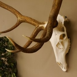 Rothirsch Geweih 10 ender Hirsch abnorm eine Seite Höhe 114 cm Stangen Hirschgeweih