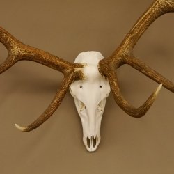 Rothirsch Geweih 10 ender Hirsch abnorm eine Seite Höhe 114 cm Stangen Hirschgeweih