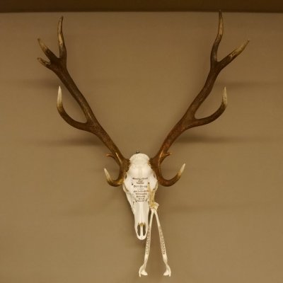 Rothirschgeweih ung. 12 ender Hirsch Grafenwöhr Höhe 104 cm Stangen Hirschgeweih Geweih