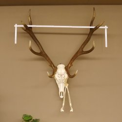 Rothirschgeweih ung. 12 ender Hirsch Grafenwöhr Höhe 104 cm Stangen Hirschgeweih Geweih