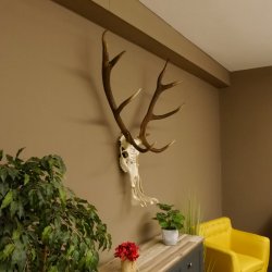 Rothirschgeweih ung. 12 ender Hirsch Grafenwöhr Höhe 104 cm Stangen Hirschgeweih Geweih