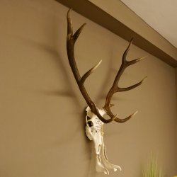 Rothirschgeweih ung. 12 ender Hirsch Grafenwöhr Höhe 104 cm Stangen Hirschgeweih Geweih