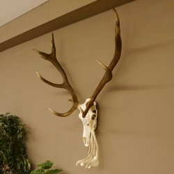 Rothirschgeweih ung. 12 ender Hirsch Grafenwöhr Höhe 104 cm Stangen Hirschgeweih Geweih