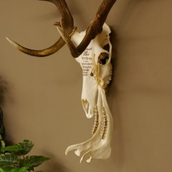 Rothirschgeweih ung. 12 ender Hirsch Grafenwöhr Höhe 104 cm Stangen Hirschgeweih Geweih