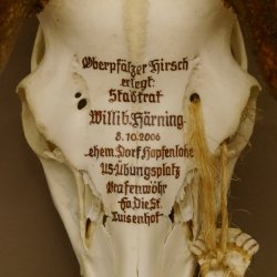 Rothirschgeweih ung. 12 ender Hirsch Grafenwöhr Höhe 104 cm Stangen Hirschgeweih Geweih