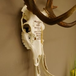 Rothirschgeweih ung. 12 ender Hirsch Grafenwöhr Höhe 104 cm Stangen Hirschgeweih Geweih