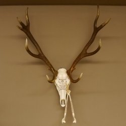 Rothirschgeweih ung. 12 ender Hirsch Grafenwöhr Höhe 104 cm Stangen Hirschgeweih Geweih