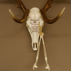Rothirschgeweih ung. 12 ender Hirsch Grafenwöhr Höhe 104 cm Stangen Hirschgeweih Geweih